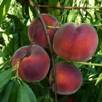 Персик Роял Джим купить