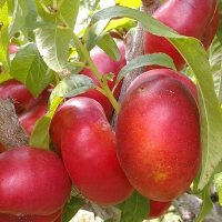 Нектарин инжирний Месембрине купить