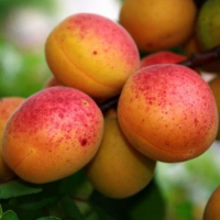 Абрикос Червонощокий купить