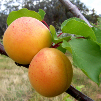 Абрикос Київський Красень купить