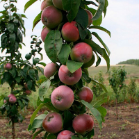 Яблуня колоноподібна Валюта купить