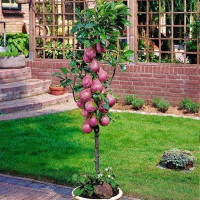 Груша колоноподібна Кармен купить