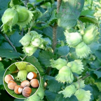 Фундук Шедевр купить