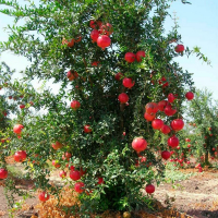 Гранат Гюлоша розова 2-х лет купить