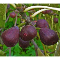 Інжир Сухумський фіолетовий купить