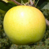 Яблуня Місяць купить