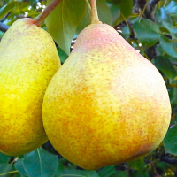 Груша Бере Киiвська купить