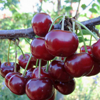 Вишня Ерді Ботермо купить