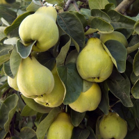 Айва Грушова купить