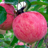 Яблуня Літня Оригінальна купить