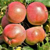 Яблоня Каравелла купить