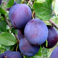 Слива Волошка купить