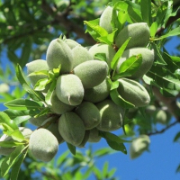 Миндаль Ялтинский купить