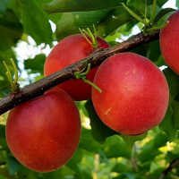 Абрикос Рубicта купить