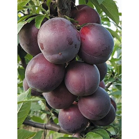 Алыча Генерал купить