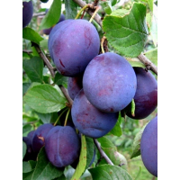 Слива синьо-фіолетова купить