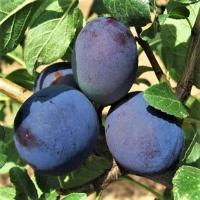 Слива Ніагара купить