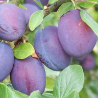 Слива Киргизька чудова купить