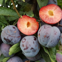 Слива диплоїдна Бербанк Гігант купить