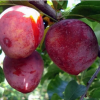 Слива диплоїдна Ред Харт купить