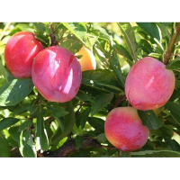 Слива диплоїдна Пінк Сатурн-5 купить