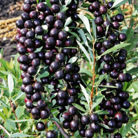 Гібрид Мейнор (вишня-слива) купить