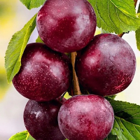 Гібрид Плуер Світ Тріат (слива-алича-черешня) купить