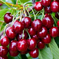 Черешня Біг Стар купить