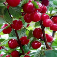 Вишня Мрія купить