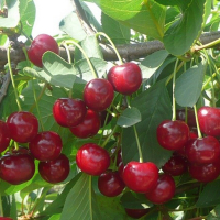 Вишня Зустріч купить