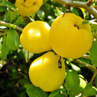 Айва Яблучна купить