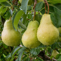 Груша Португальська рання купить