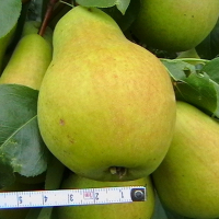 Груша Бере Летняя купить