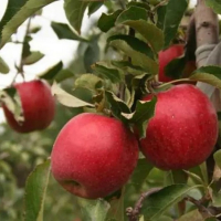 Яблуня Пірос купить