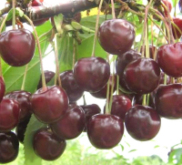 Вишня Ерді Крупноплідна купить