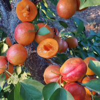 Гібрид Апріум (абрикос+слива) купить