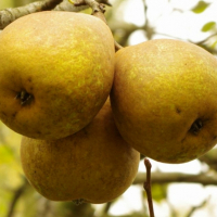 Груша Етюд купить