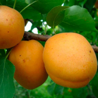 Абрикоса Голдріч (giga pack) купить