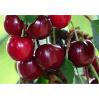 Вишня Гроняста купить