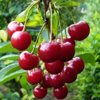 Вишня Дебрецені Ботермо (giga pack) купить