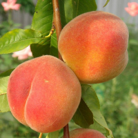 Персик Золотой Юбилей купить