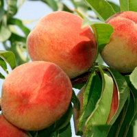 Нектарин Эллоу Пинч купить