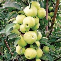 Яблоня Колоновидная КВ-101 купить