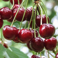 Вишня Гриот Усіх Святих купить