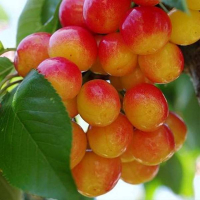 Черешня Рожевий Велікан купить