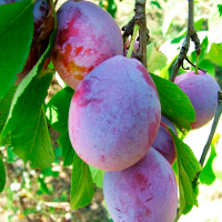 Слива Ісполінська купить