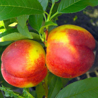 Нектарін Кримсон Голд купить