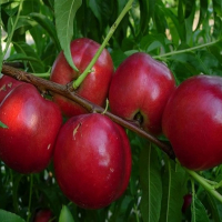 Нектарін Калдезі 2010 купить