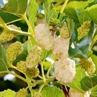 Шовковиця Медова біла купить