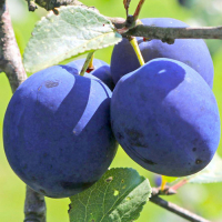 Слива Топ Хiт (giga pack) купить